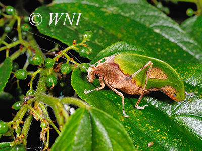 Deadleaf Katydid (Pycnopalpa bicordata)